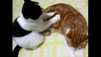 Котка прави масаж на друга котка ... Hq 