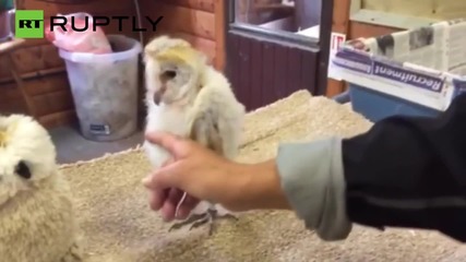 Funky Owl Shows Off Groovy Dance Moves