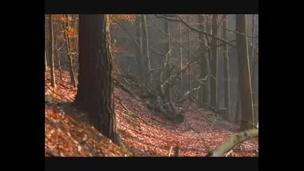 David Lanz - Before The Last Leaf Falls