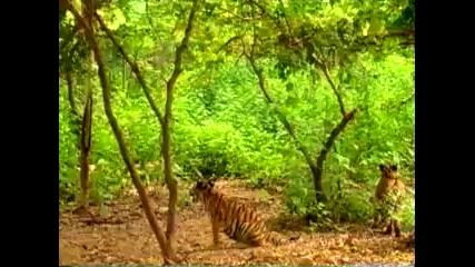 Monkey taunts tigers 