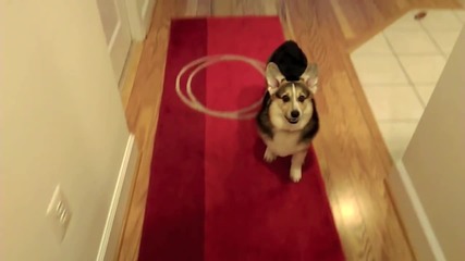 Куче прави невероятни трикове - Дори ще ти донесе кърпичка, когато кихаш!