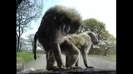 Monkey love :)