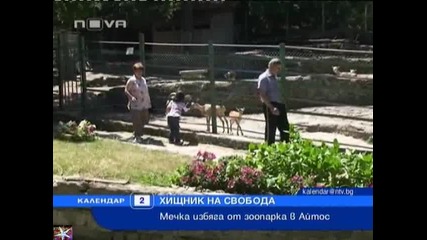 Мечка избяга от зоопарк в Айтос