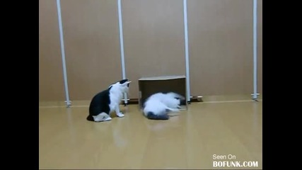 Световно Първенство по Футбол с котки 