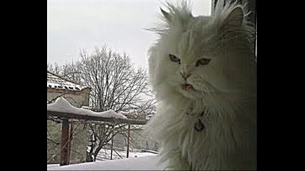 Смешни снимки