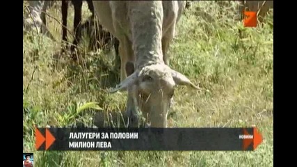 Лалугери за половин млн. лв