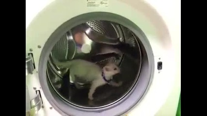 В пералнята котка (смях)