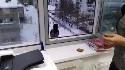 Нахална врана ловко краде от офис пред очите на секретарка!