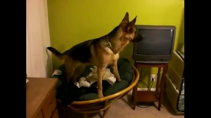 Funny German Shepherd
