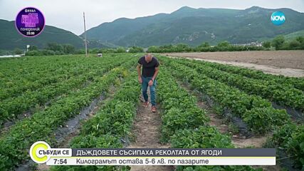 Българската ягода е най-вкусна: Фестивал край Кричим показва продукцията тази година
