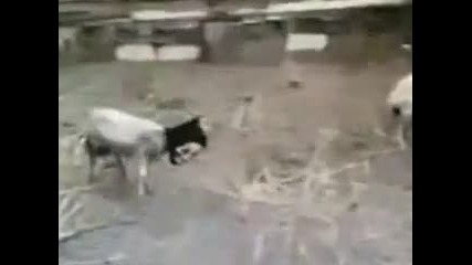 Овца с маска плаши стадото !