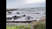 Откриха десетки мъртви кашалоти край бреговете на австралийски остров (ВИДЕО)