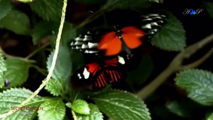 Secret Garden - Papillon