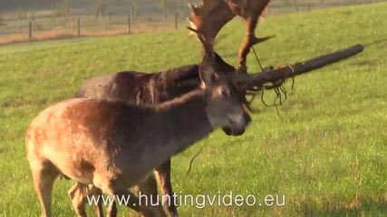 Има все още добри хора - Спасяване на елени