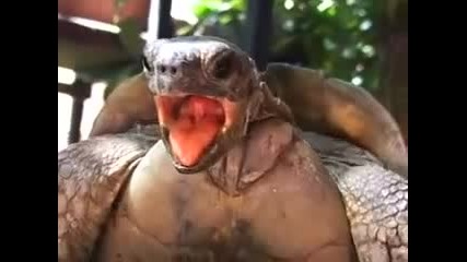 И костенурките пъшкат когато правят секс 