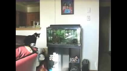 Ама че тъпа котка 