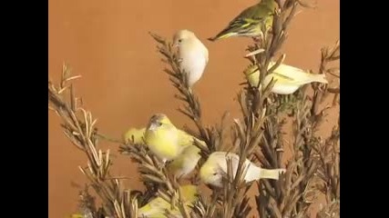 Птици - брезова Скатия [yellow Siskins]