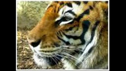 Rado Shisharkata Tigre Tigre