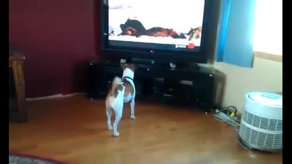 Куче се пази от телевизора Смях