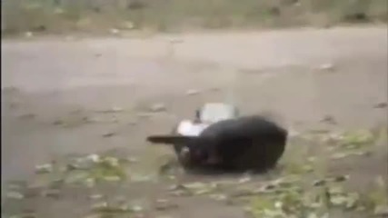 Куче разтървава две котки