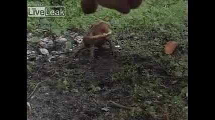 Агресивна Жаба