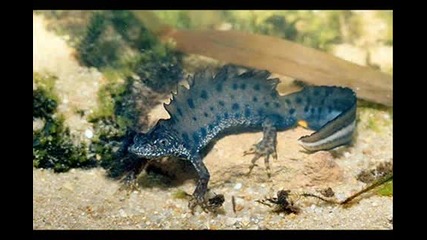 Топ 10 Странни морски същества 2 част