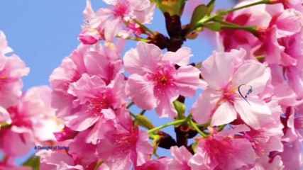A Thought of Spring music Yanni - One man s dream