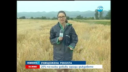 Хлябът няма да поскъпне, няма опасност и от зърнена криза - Новините на Нова