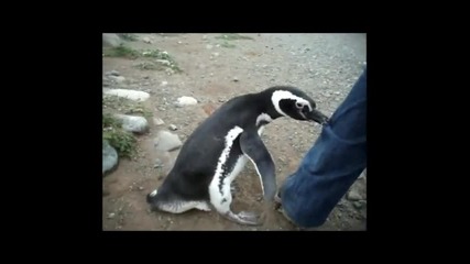 Ама и злобен пингвин