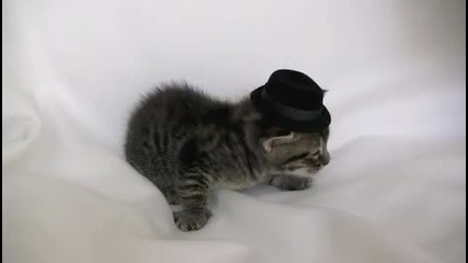 Коте с шапка на главата! Майка му го бие! 100% Смях! 