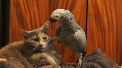 Папагал дразни котка