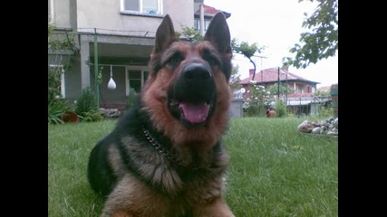 Roni - s Life 2 - German Shepherd Dog