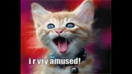 Very Funny Cats 3
