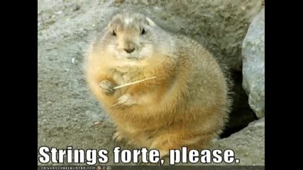Very Funny Animals 