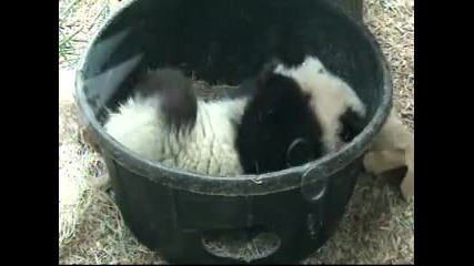 Събуждащо се бебе Панда:)