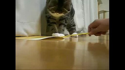 Игриво Коте