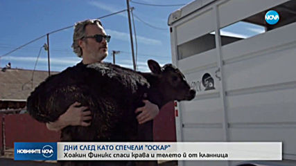 "Жокера" Хоакин Финикс спаси крава и телето ѝ от кланница