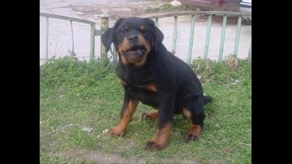 Rottweiler 