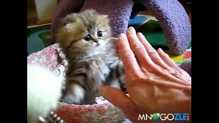 Малко сладко синеоко котенце