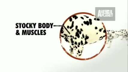 Dogs 101 - Dalmatian