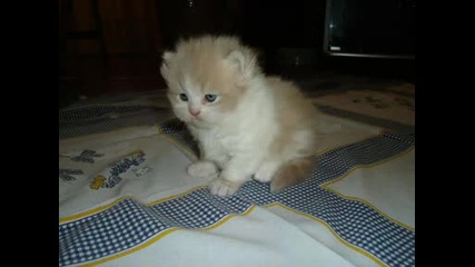 Sweet Cat =^.^=