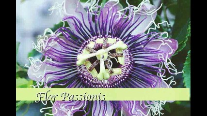 A Passion For The Amazing Passiflora