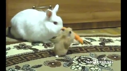 Заек, хамстер и морков