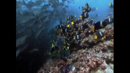 Bbc South Pacific - 3 of 6 - Endless Blue 1 част