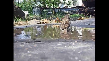 Врабче се къпе