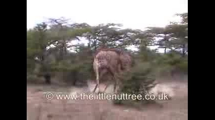 Жирафи Се Бият