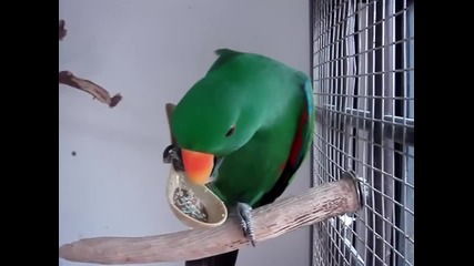 Папагали се хранят с лъжица