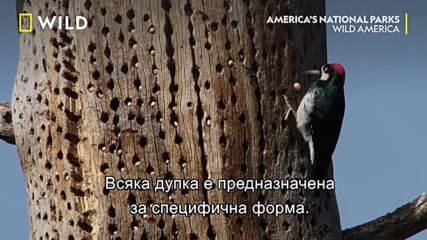 Сейфовете на кълвач | Националните паркове на Америка | National Geographic Bulgaria