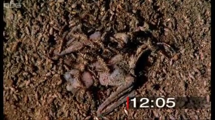Clinging to life - Top Bat - Bbc 