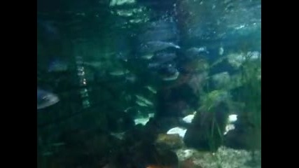Риби от Средиземно море